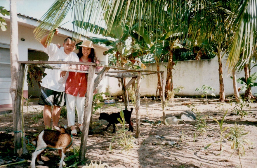 院子裡面養羊等動物 cabras no quintal